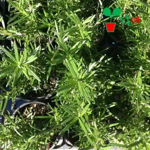 로즈마리 허브 모종 (1개)~ 베란다 텃밭 시장 상추 꽃 채소 씨앗 묘종