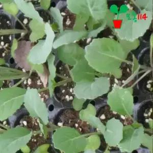 케일 모종 (3개) 베란다 텃밭 시장 씨앗 채소 꽃 묘종