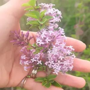 라일락나무 개화주 묘목 향기 라일락 정원조경수 봄꽃나무 흰꽃 보라꽃 믹스 노지월동 (목하원예조경)