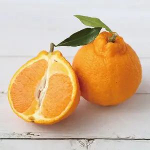 [맛군]제주직송 갓 수확한 새콤달콤 한라봉 1.5kg (4~8과내외)