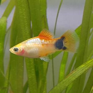 [신세계수족관] 골든 미키마우스 플래티 3~4cm급 4마리