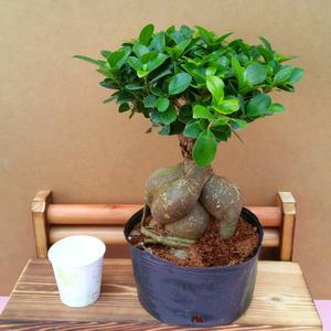 [소나무길] 인삼펜다 벤자민 포트 219