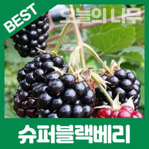 최상의 품종 슈퍼블랙베리 개량복분자 묘목 판매중