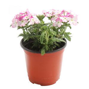 갑조네 버베나(색상랜덤)