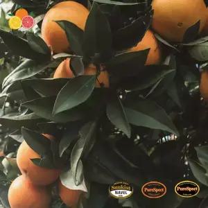 블랙라벨 고당도 오렌지 특대과 56과 17kg