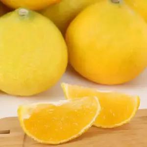 고당도 제주 천혜향 레드향 황금향 한라봉 카라향 3kg 꽉찬 과즙 달콤한 제철 귤 명품 과일