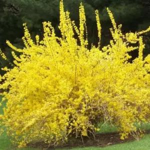 노란 개나리나무 묘목 H100cm전후 30주묶음 노지월동 봄꽃 정원수 (목하원예조경)