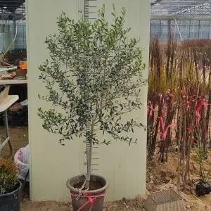 [같이가치농원]특대품 올리브나무 A급 외목대 독립수형 올리브 열매나무 묘목 공기정화 식물 반려식물