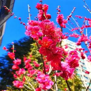 [목하원예조경]매실나무 설중매 접목1년생 매화 묘목 봄꽃 빨강 홍매화 정원조경나무 노지월동 (목하원...