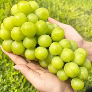 프리미엄 고당도 샤인머스켓 망고포도 2kg 4kg