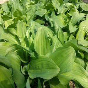 대명이(줄기명이) 강원도 인제 고랭지 명이나물 산마늘 1kg