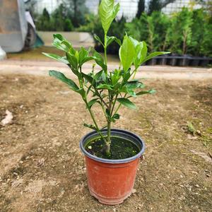 치자나무 묘목 열매치자 4치포트  나무언니
