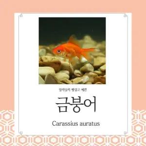 금붕어 7센티 이상급 1kg 양어장 도매가격 상품 연못 어항 물고기체험 수족관 생먹이자루