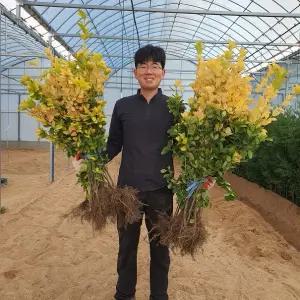 황금사철나무 묘목 둥근잎 h80cm전후 울타리용 담장용 10주1세트