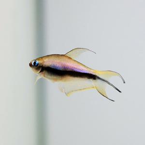 [힘찬열대어] 엠페러 테트라 5마리