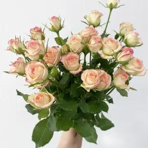 오후의 꽃 제제벨 미니 스프레이 장미 꽃다발 생화택배 양재꽃시장