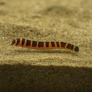 쿨리로치 2마리