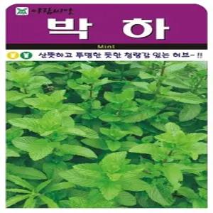 박하 씨앗 (50립), 향기 좋은 허브, 차·요리 활용 가능. (AF)