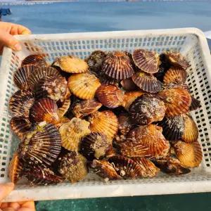 생물 흑백 가리비 구이 찜 라면 1kg 신품종 가리비