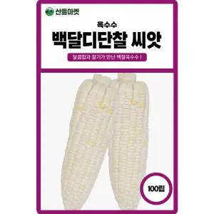 백달디단찰 옥수수 씨앗 100립 달콤한 찰기 백찰옥수수씨 종자