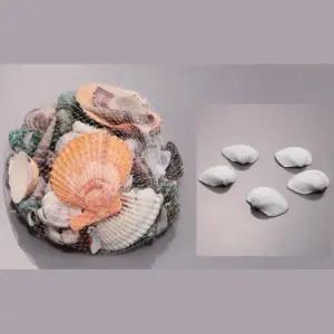 초등과학 화석만들기 실험용 조개껍데기 교구 세트 호기심자극 연구실 집중력 학교