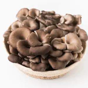 무농약 느타리버섯 2kg(크기혼합) 신선함 가득 향과 식감이 살아있는 국내산 버섯