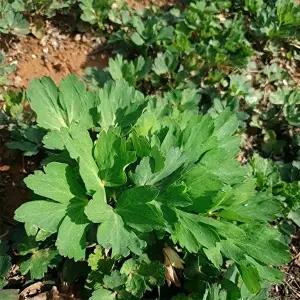 [자연맛남][산지직송] 26년 봄 제철 금오도 방풍나물 1kg