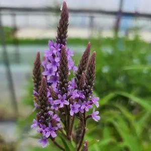 하스타타버베나 숙근버베나 다년생 숙근초 보라꽃식 노지월동  초화류 B02