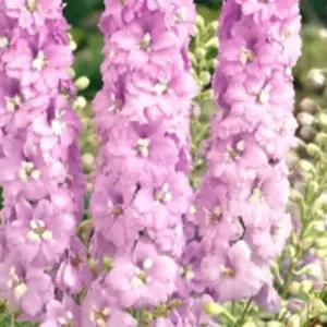 델피니움 델피늄 (핑크 셰이드)노지월동 다년생 - 숙근 뿌리 두개묶음 SM747