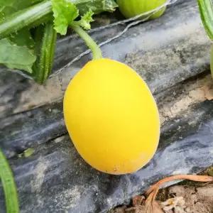 [하라네]망고참외 모종 5개 신품종 참외 키우기