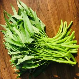 쉐프의정원 농장에서 바로 공심채 모닝글로리 1kg