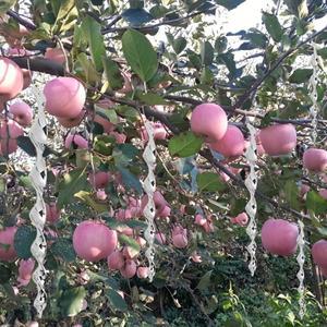 20개 조류 퇴치 반사 스틱, 스트립 나선형 바람 구동식 장치, 안뜰 및 정원 장식에 적합, 야외 걸이 장식