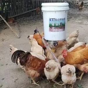 자동 급식기 농장 타이머 닭 모이 사료 공급기 스마트 급여기 먹이통