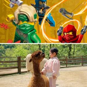 [강원] 레고랜드X알파카월드/홍천/춘천/양떼목장/동물원/체험/가볼만한곳/테마파크/동물원/체험