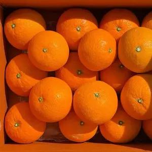 갤러리아 웰리즈 제주 고당도 꿀과즙 청견 오렌지 10kg 중대과