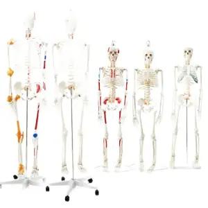 학교 인체 골격 모형 해부학 과학 교육 만들기 중등 수업교구 초등 키트