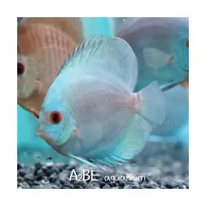 [에이투비]블루 다이아몬드 디스커스 / 4-5cm 내외 / 1마리