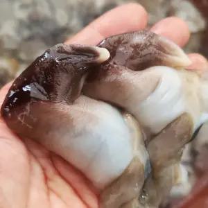 국내산 손질 새조개 500g 자연산 생물 급냉 샤브샤브