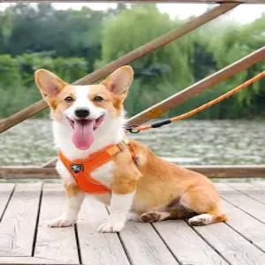 조끼형 두꺼운산책줄 웰시코기하네스 통풍가슴줄 가슴줄