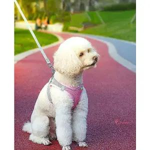 강아지하네스 애견 여름 조끼형 하네스옷 비숑 가슴줄 푸들 말티즈 편한 목줄 메쉬stu813