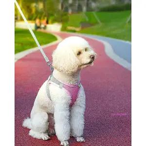 강아지하네스 하네스옷 애견 가슴줄 비숑 조끼형 여름 푸들 편한 메쉬 말티즈 목줄nop414