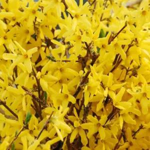 개나리 꽃 나무 묘목