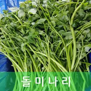 미나리 향긋한 돌미나리 4kg 내외 야채맘