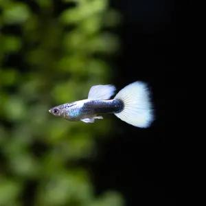 저먼 화이트 구피 한쌍 [암1.수1] 고정구피 열대어 관상어 마리아쿠아