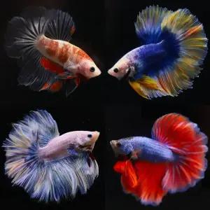 [유리컵에도 키울수있는] 베타 모음집 하프문,플라캇,암컷베타 구피 합사가능