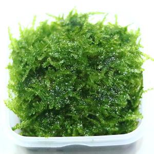 미니 삼각 모스 스퀘어 무결점 음성 수초