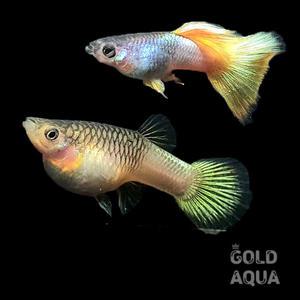 핑구 옐로우 델타 구피 숫2+암3