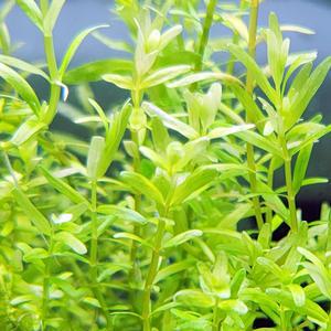 로탈라 로툰디폴리아 그린 수중엽 10촉 수초 어항 수족관