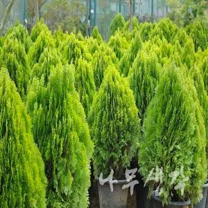 황금측백 / 60~70cm(전후) / 분