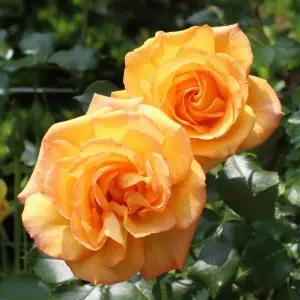 사계 명품 유럽 덩굴장미 / 사하라 / 개화주